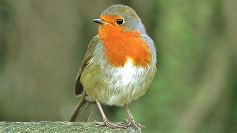 Bird Sounds : Robin Birds Singing & Chirping   BEAUTIFUL 8 ...