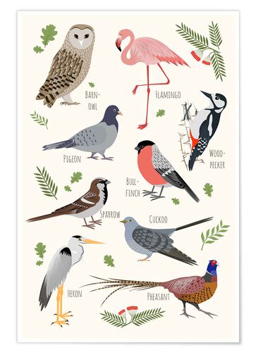 Bird Species   English Posters and Prints | Posterlounge.co.uk