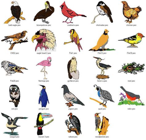 bird species list   AOL Image Search Results | Bird ...