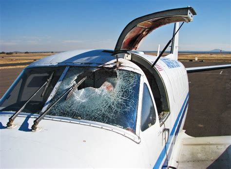 Bird Strike: What Happens When A Bird Hits A Plane?