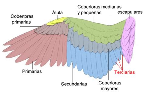 Bird topography in Spanish   BirdForum