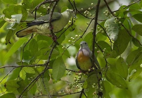 Bird tree: Syzygium polyanthum or salam – Bird Ecology ...