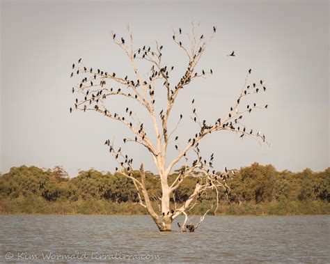Bird Trees « lirralirra