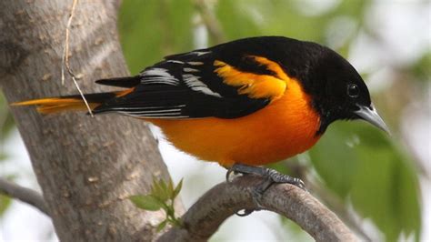 Bird Yellow And Black Color Is Standing On Branch HD Birds Wallpapers ...