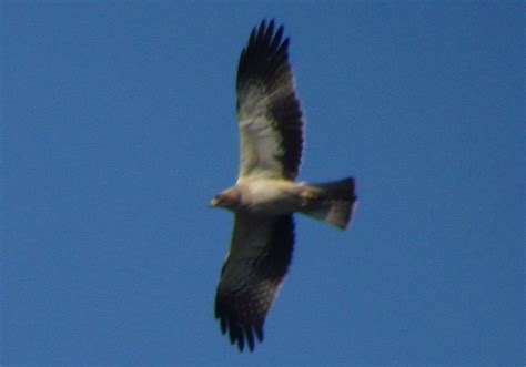 Birding Bros. Blog: Spanish Bird of the Week #11: Booted Eagle