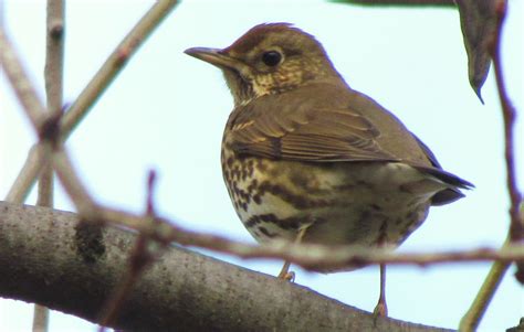 Birding Bros. Blog: Spanish Bird of the Week #3: Song Thrush