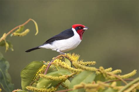 BIRDING TOURS IN COLOMBIA BY COLOMBIA BIRDWATCH