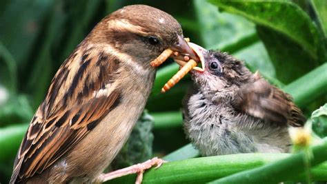 Birds and bugs: Birds eat up to 550 million tons of insects each year