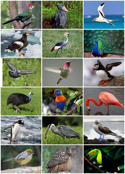 BIRDS  Aves  ·  Wikipedia Article  | Bird species, Different birds, Birds