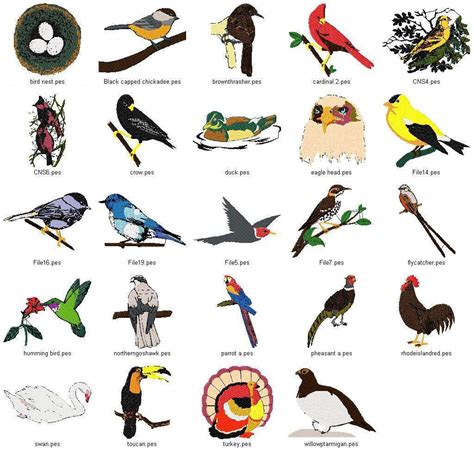 Birds | Bird species, Birds pictures with names, Bird ...