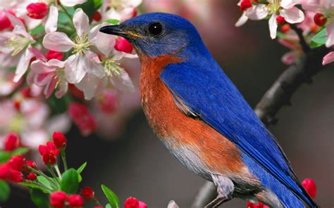 birds, Bluebirds Wallpapers HD / Desktop and Mobile ...