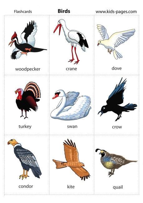 Birds cards for word wall | English vocabulary, Learning ...