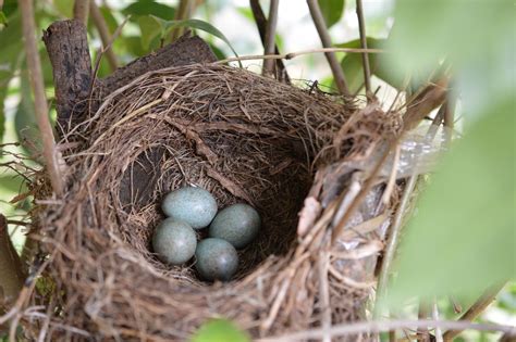 Birds Don t Lay Eggs Before Their Nest Is Ready  ... Nest Building 101 ...