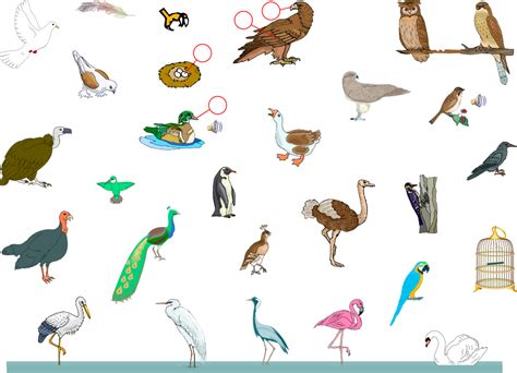 Birds   English Vocabulary   LanguageGuide.org