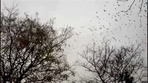 Birds fly away from tree   YouTube
