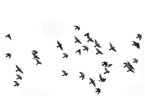 birds flying   Google Search | Imágenes png, Siluetas y Bloques