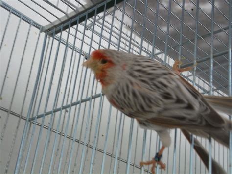 Birds For Sale,Mosaic canaries, mosaic canary, red mosaic ...