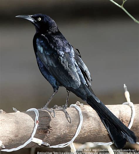 Birds: Great Tailed Grackle