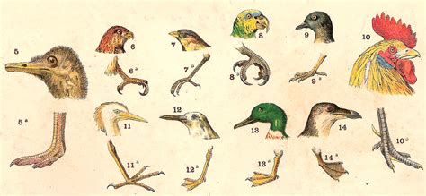 Birds   heads and feet / Cabeças e patas de aves | Birds ...