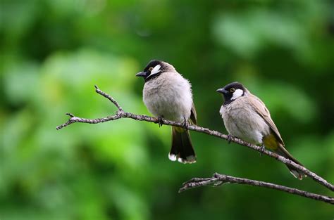 Birds Images · Pexels · Free Stock Photos