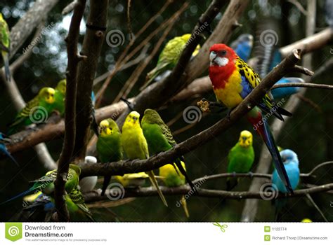 Birds in a Tree stock photo. Image of birds, tree, feather ...