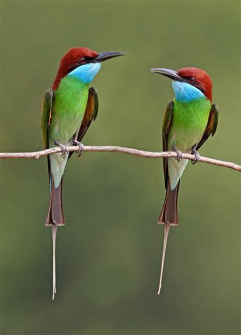 Birds in Thailand: Blue throated Bee eater