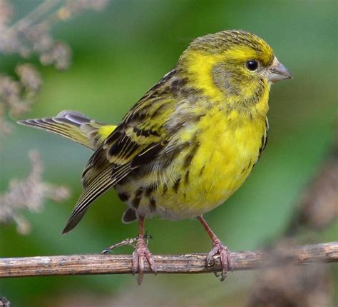 Birds in the bush | Nerja Rob Nature