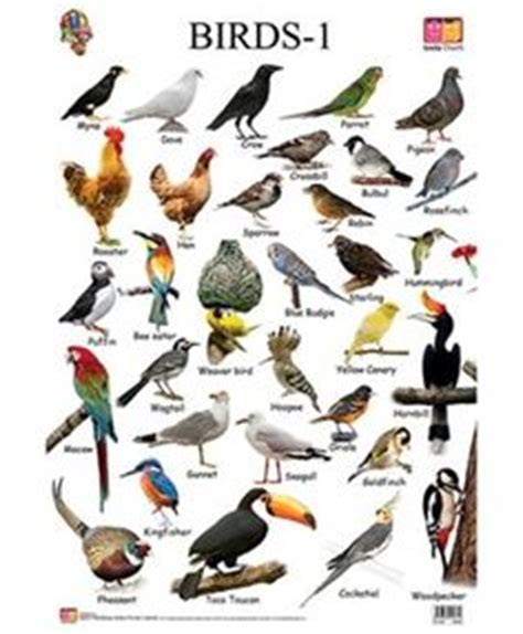 Birds in your Yard | Birds | Birds, Birds for kids, Pet birds