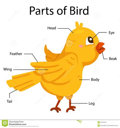 Birds Lessons Tes Teach