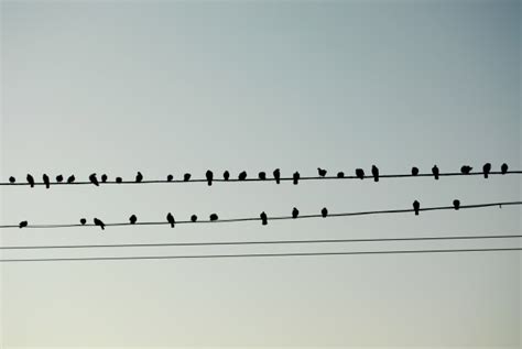 Birds like musical notes Photo | Free Download