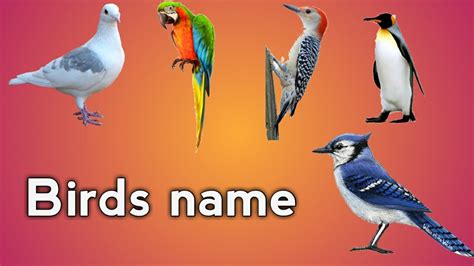 Birds name /// 25 birds name for kids   YouTube