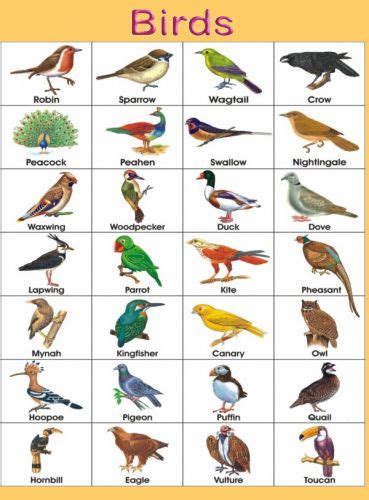 birds name chart | Birds pictures with names, Birds for ...