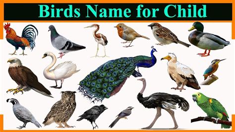 Birds Name for Child   YouTube