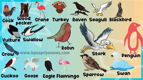 Birds Name in English & Hindi  Scientific Name  Birds ...