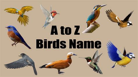Birds name learning a to z for kids | BD Kids   YouTube