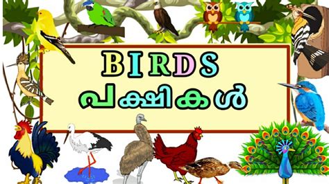 birds name malayalam and english. പക്ഷികൾ അവയുടെ ഇംഗ്ലീഷ് ...