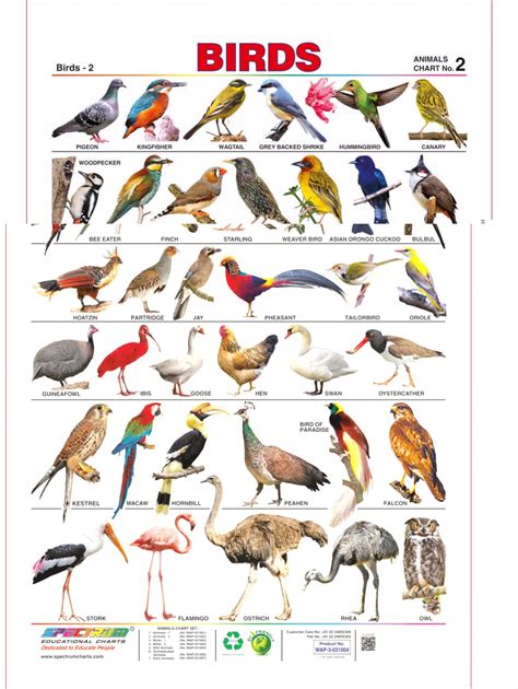 Birds Name   Pusat Hobi | Pet birds parrots, Birds name ...