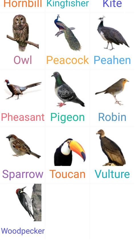 Birds Name with spelling and Picture    for Android ...