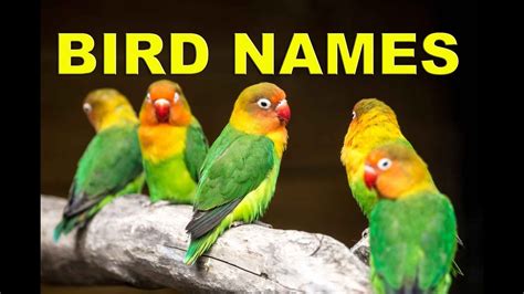 Birds Names In English with pictures   Birds Name list ...