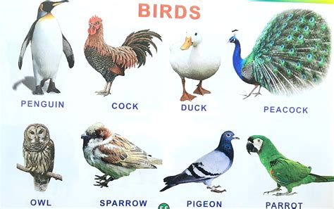 BIRDS NAMES   indianexpresss.in