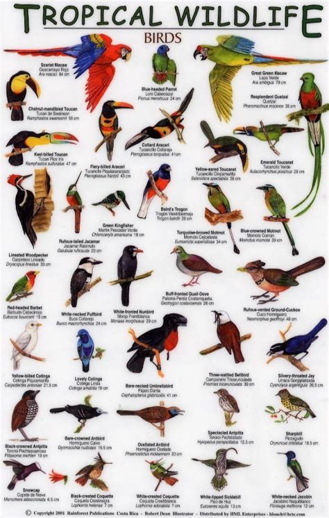 birds names | Птицы