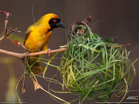 birds nests national geographic Wallpapers HD / Desktop and Mobile ...