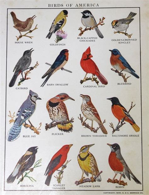 Birds of America Survey of Bird Species a 1935 Book Plate