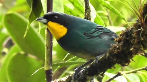 Birds of Colombia / Aves   Reserva Natural de las Aves Las ...
