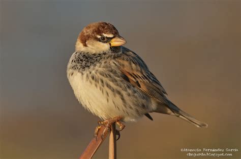 Birds of Extremadura  Spain : DECEMBER 2011. NOTABLE ...