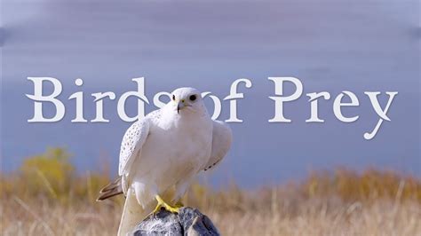 BIRDS OF PREY 4K  ULTRA HD  60fps   YouTube