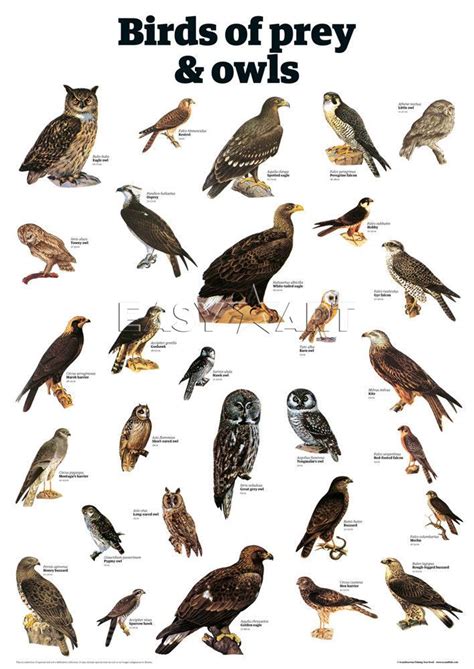 Birds of Prey Identification | Birds of prey and owls ...