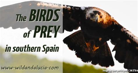 Birds of prey in Southern Spain   WILD ANDALUCIA BIRDING TOURS