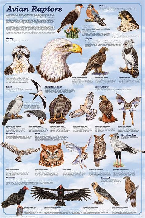 Birds of Prey | Raptors bird, Birds of prey, Raptor bird ...