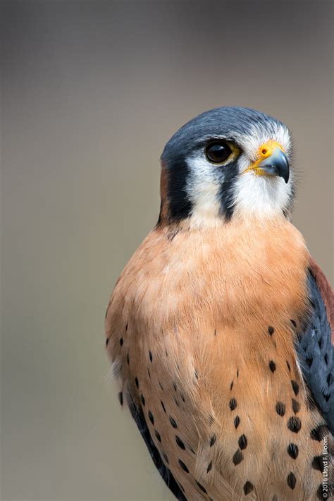 Birds of Prey – Howell  MI  Nature Center
